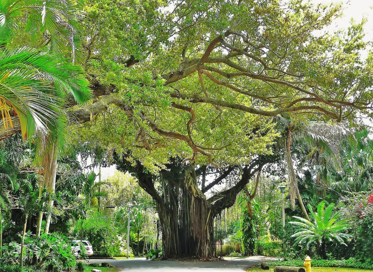 A street in Coconut Grove