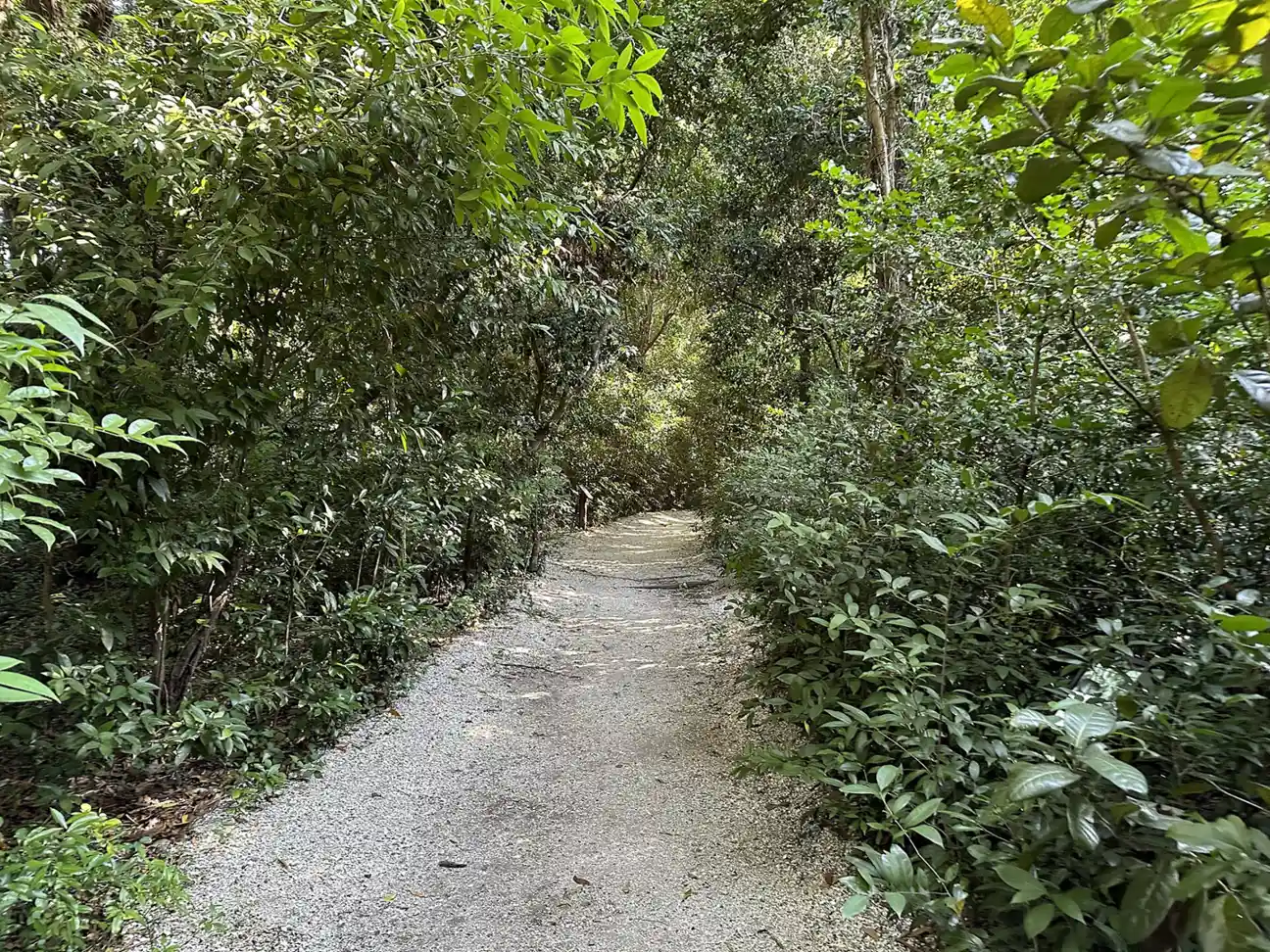 A shaded path through the tropical hardwood hammock at Simpson Park in Brickell.